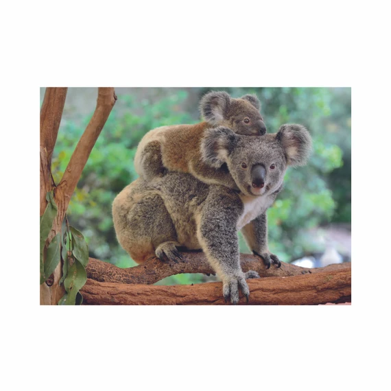 Puzzle koala s mláďátkem 300 xl dílků - slide 3