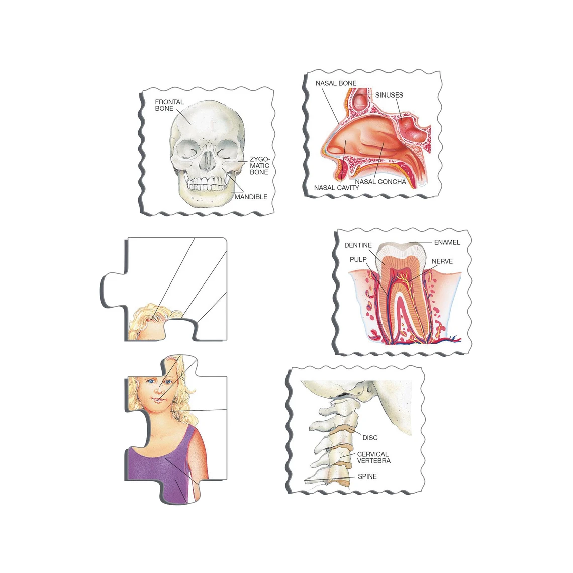 Naše tělo - Vzdělávací puzzle - slide 1