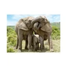 Puzzle Sloní rodina 1000 dílků - slide 3