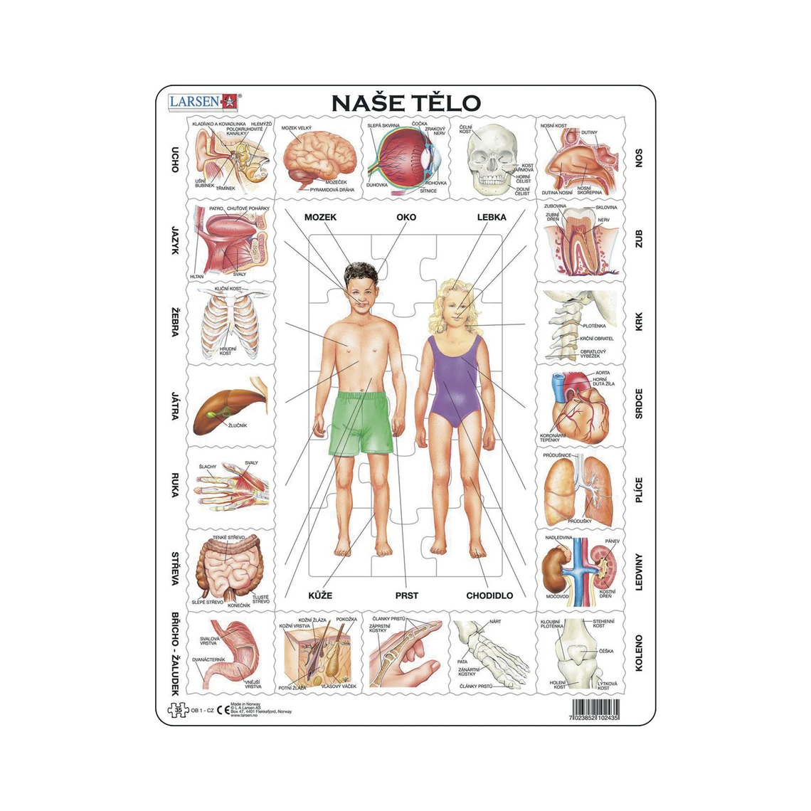 Naše tělo - Vzdělávací puzzle - slide 0