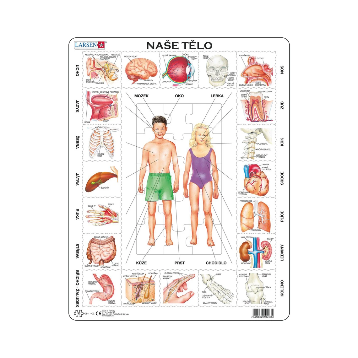 Naše tělo - Vzdělávací puzzle - slide 0
